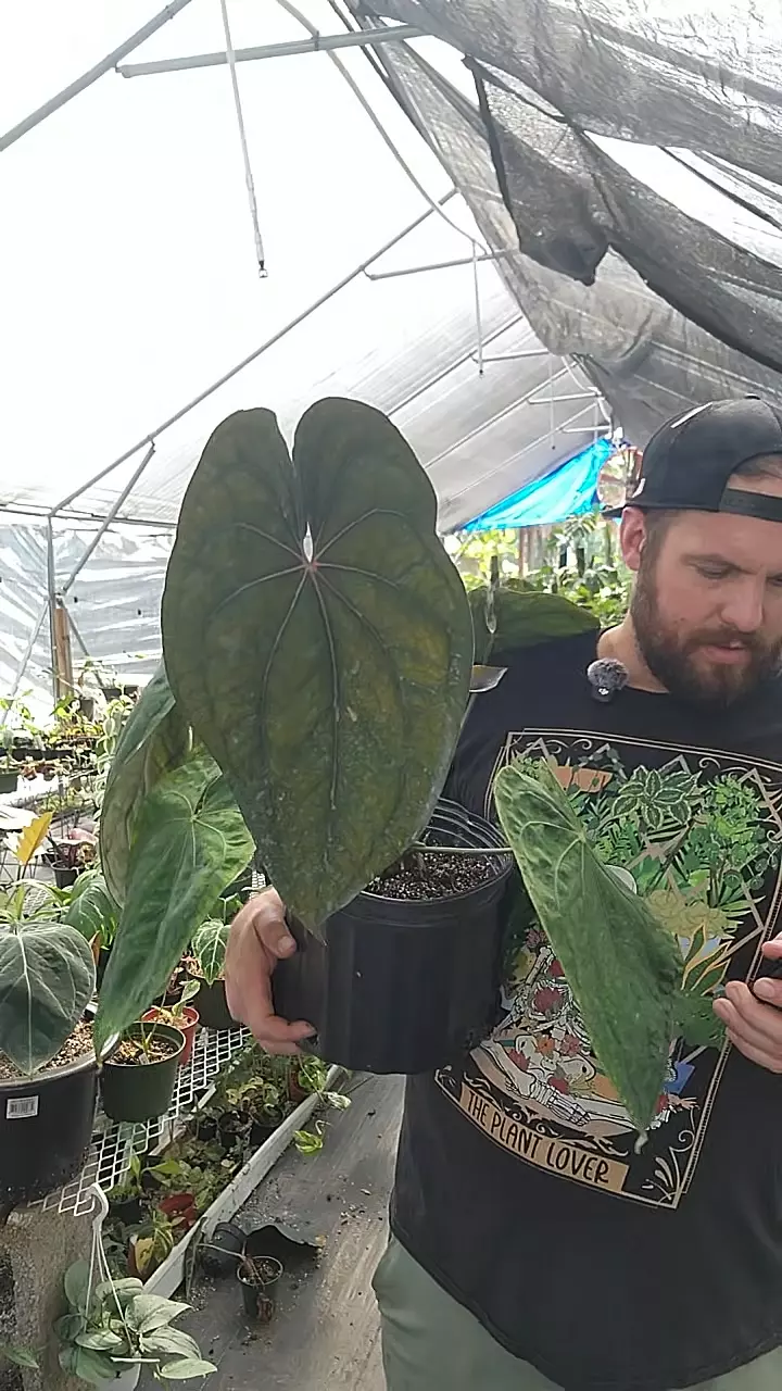 plant/anthurium dark star rvdp x ddress-0