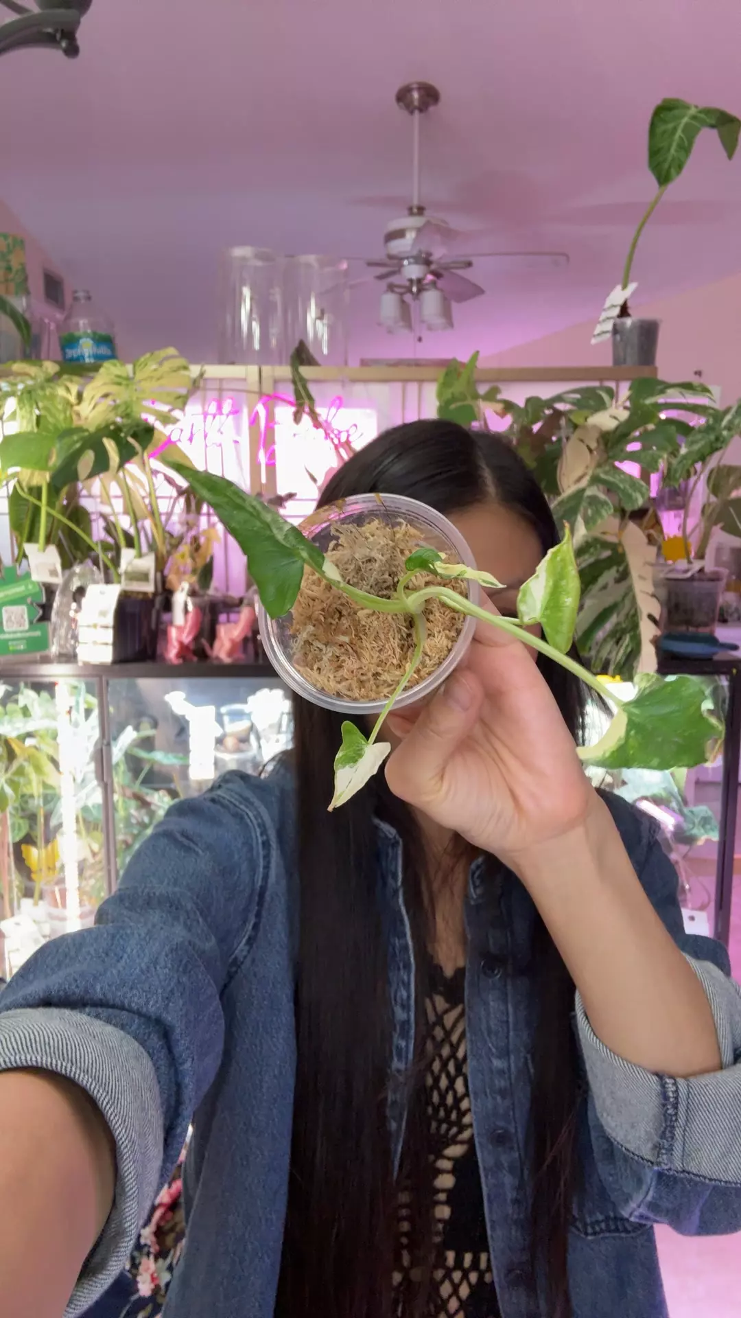 plant/#0060 crinkle albo 5 leaves-0