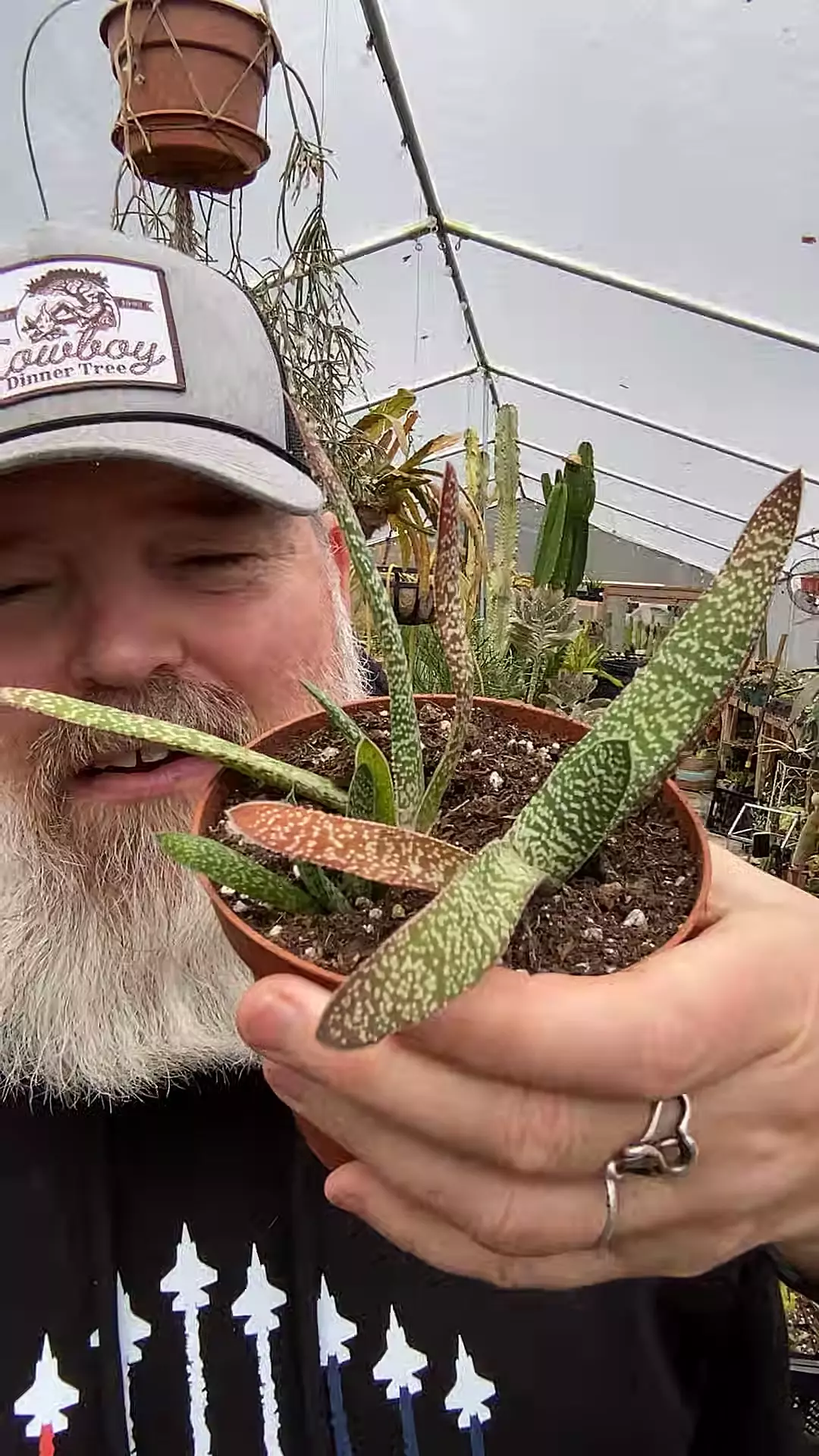 plant/Gasteria 3.5-0