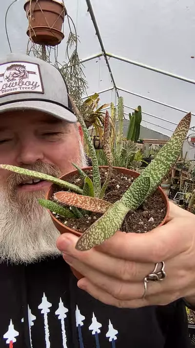 plant/Gasteria 3.5-0-thumbnail