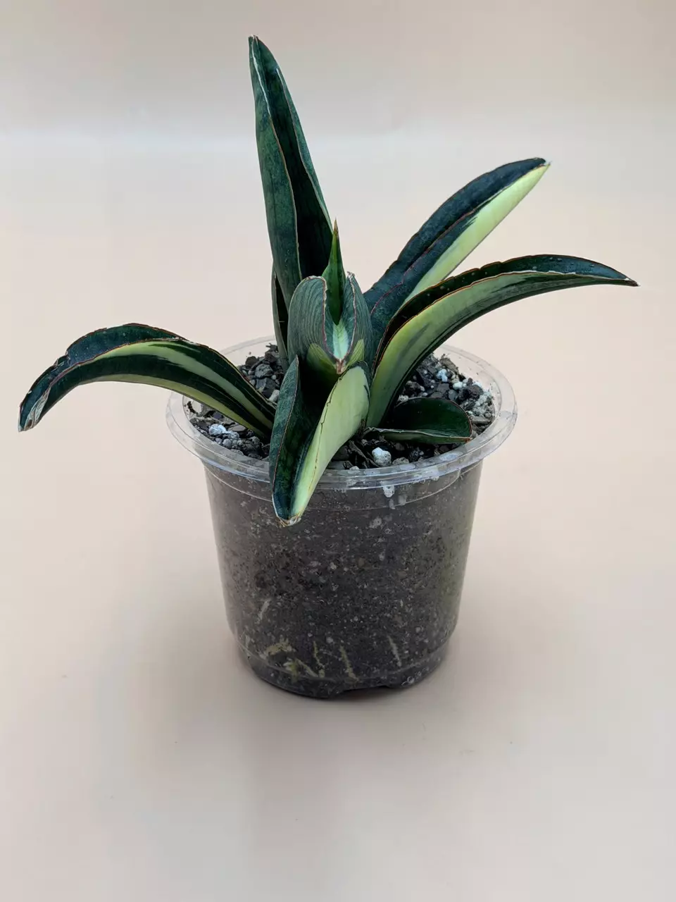 plant/Sansevieria Marshanda White Variegated-3