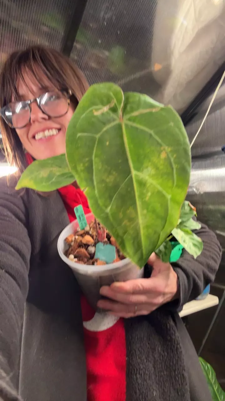 plant/Minahasa x blue papi-0