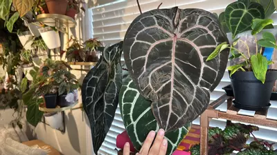 plant/Von B Velvet Seed Bundle-1-thumbnail