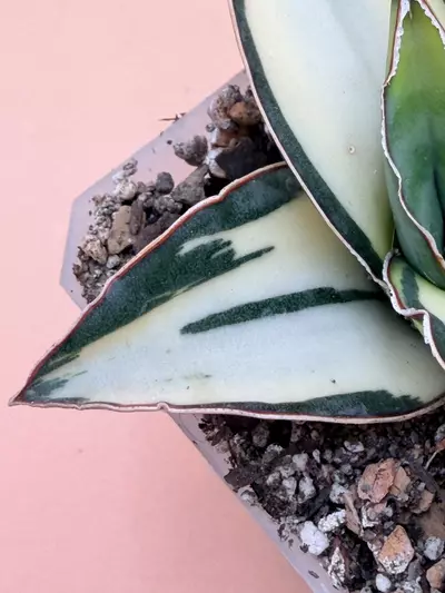 plant/Sansevieria Dwarf Robusta Cream Variegated-1-thumbnail