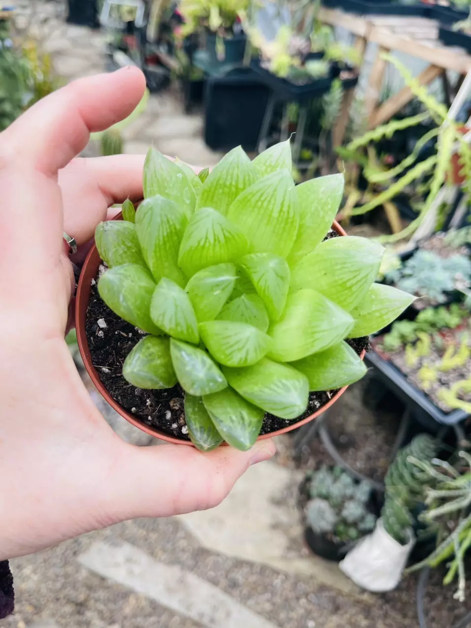 plant/Haworthia Cooperi 3.5”-0