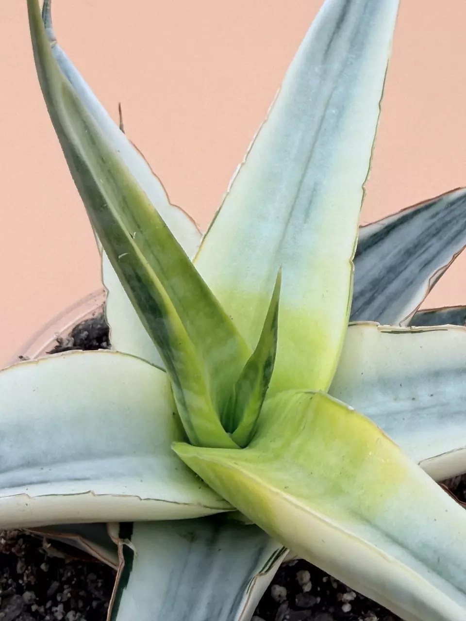 plant/Sansevieria Snow White-1