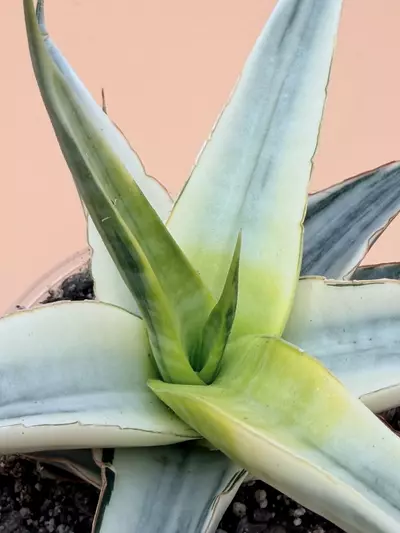 plant/Sansevieria Snow White-1-thumbnail