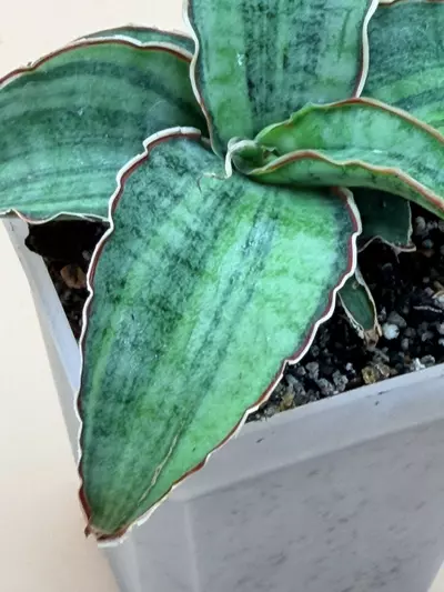 plant/Sansevieria Silver Blue Variegated Small Size-2-thumbnail