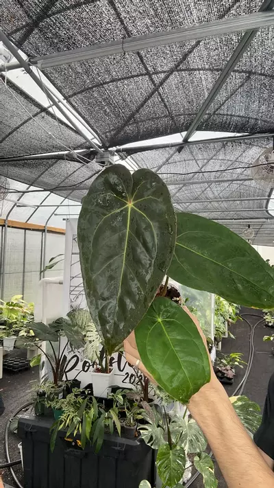 plant/Anthurium Miguna (Michelle x Papi GY)-0-thumbnail