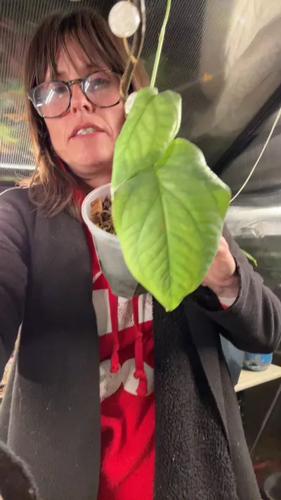 plant/amdyrum Spider-Man-0-thumbnail