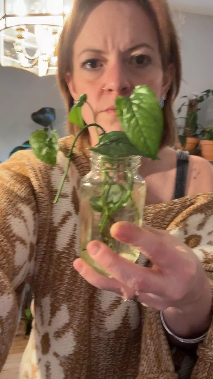 plant/cebu blue rooted cuttings in water-0