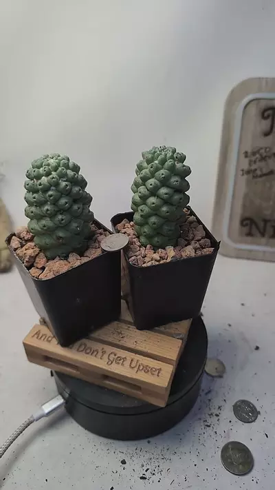 plant/g126 mammillaria schumannii 2.25" pots, gc-0-thumbnail