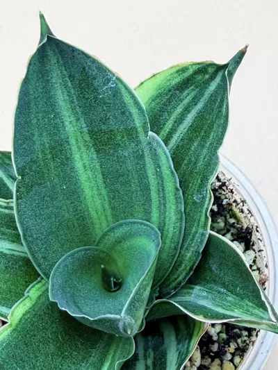 plant/Sansevieria Andaman Variegated-1-thumbnail