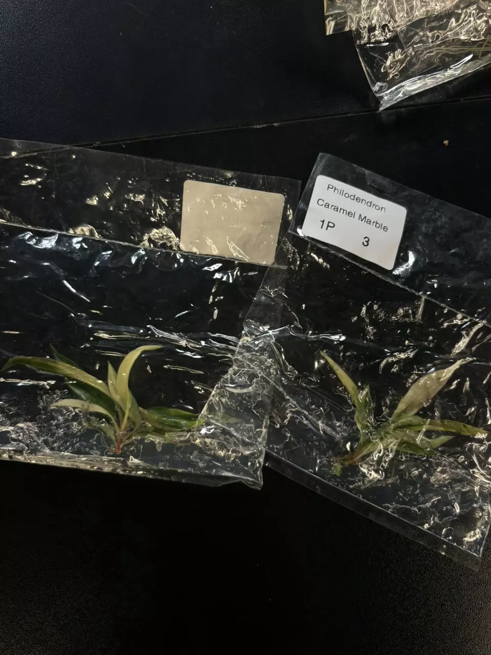 plant/Carmel marble growers choice tc plant-0