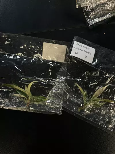 plant/Carmel marble growers choice tc plant-0-thumbnail