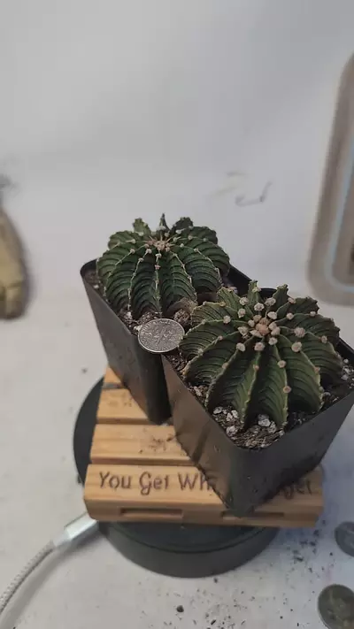 plant/f121 Gymno lb2178 2.25" pots, gc-0-thumbnail