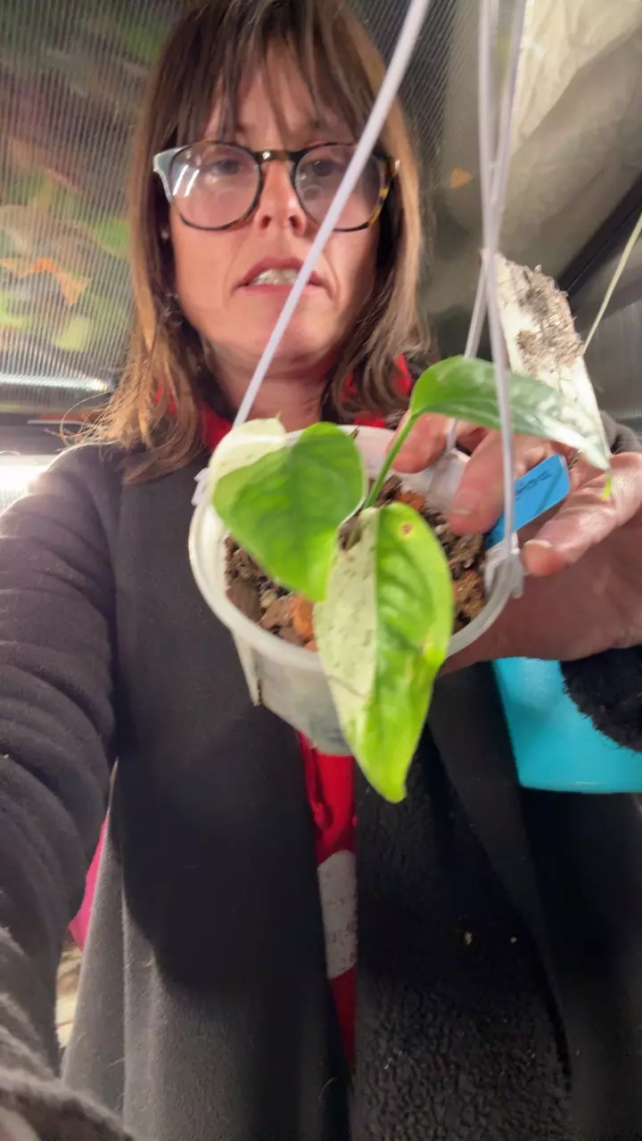 plant/monstera lech-0