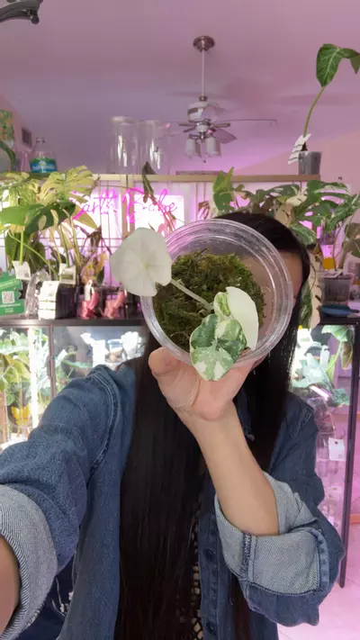 plant/#0059 melo 3 leaf pup-0-thumbnail