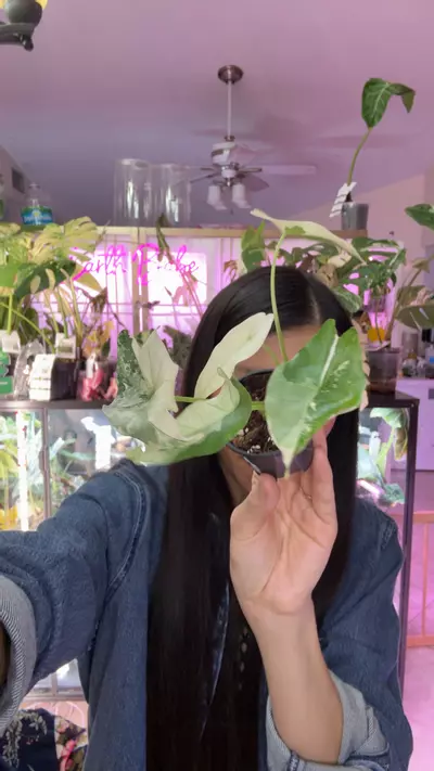 plant/#0066 Simpo albo-0-thumbnail