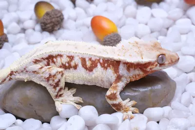 plant/FLATTERY - Proven Red LW Female by Goldenline Cresties-1-thumbnail