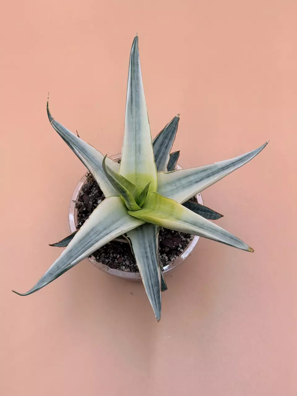 plant/Sansevieria Snow White-0