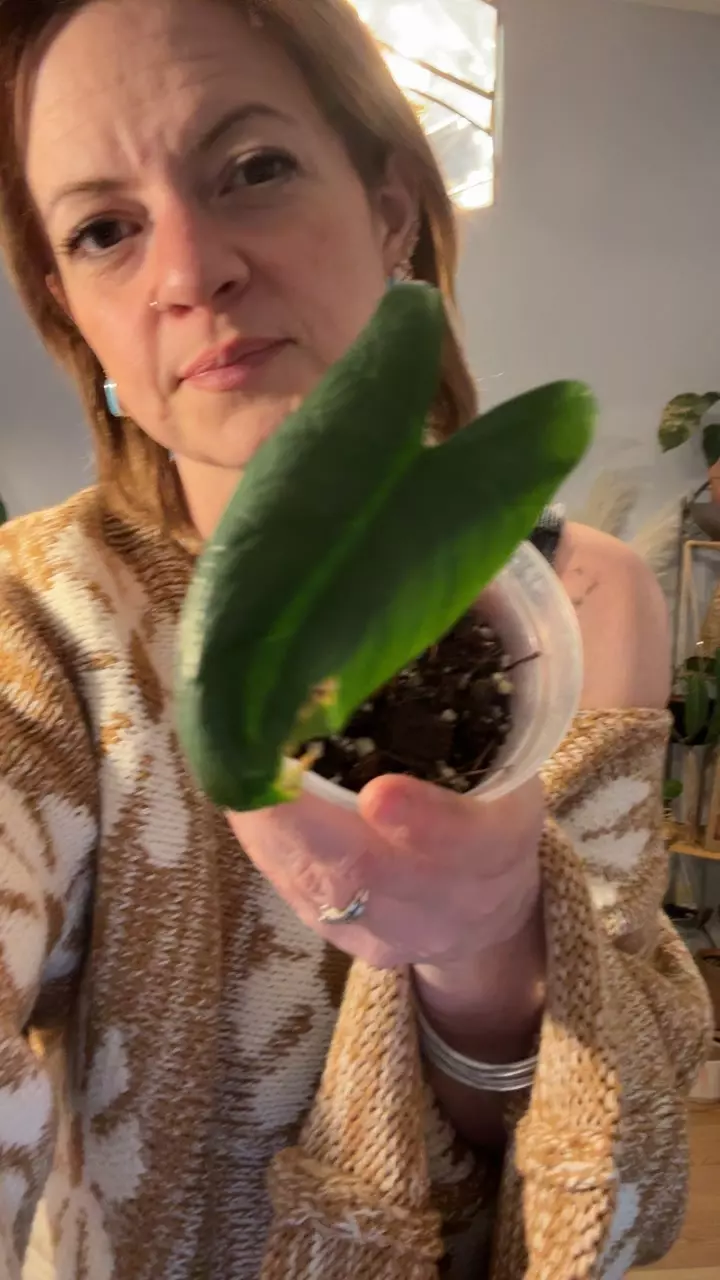 plant/alocasia scalprum-0