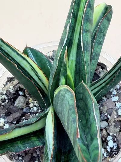 plant/Sansevieria Marshanda White Variegated-2-thumbnail