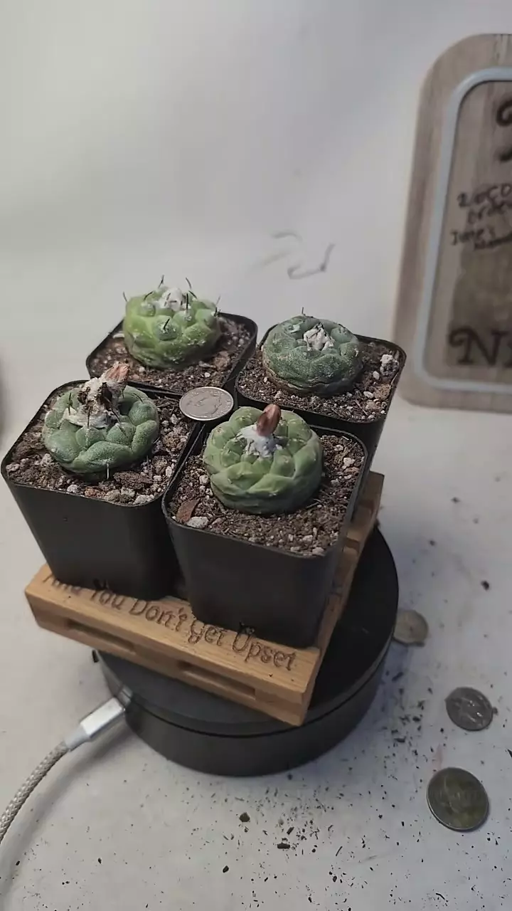 plant/g129 turbinicarpus lophophoroides 2" pots, gc-0