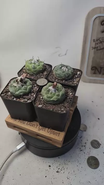 plant/g129 turbinicarpus lophophoroides 2" pots, gc-0-thumbnail