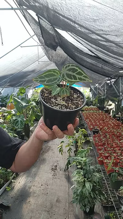 plant/brielle x zara-0-thumbnail