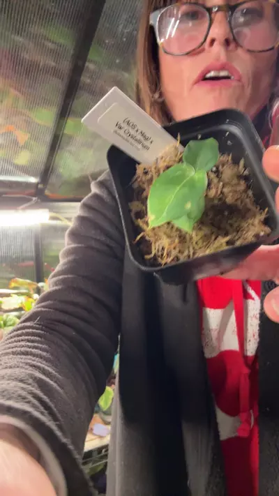 plant/aos x mag x Varg crystal anthurium-0-thumbnail