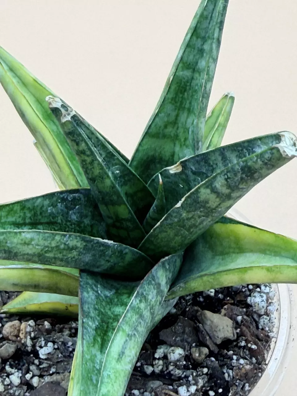 plant/Sansevieria Manny Pacqiao Variegated-2