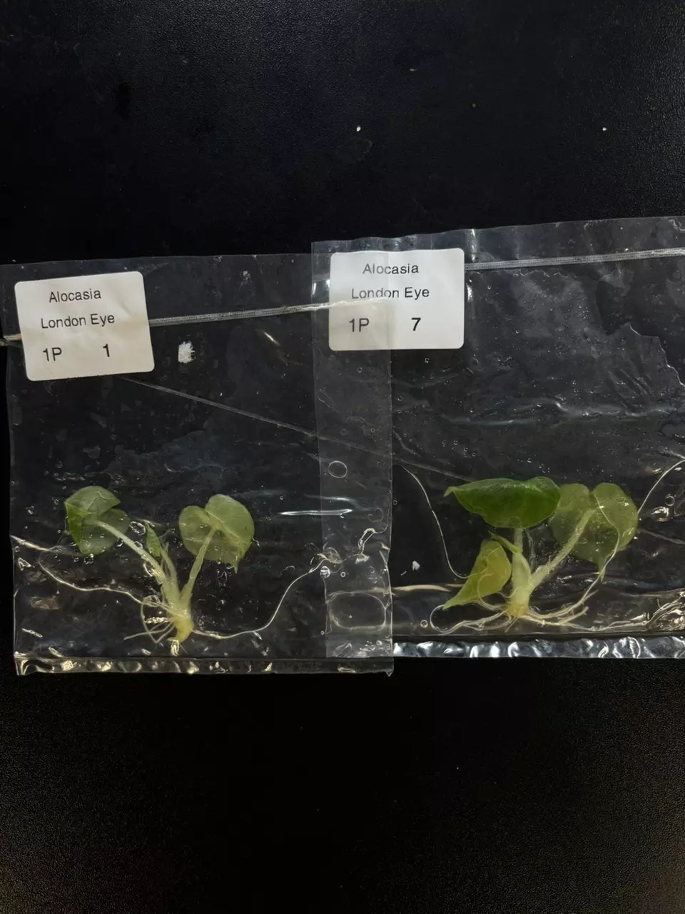 plant/alocasia London eye growers choice tc plant-0