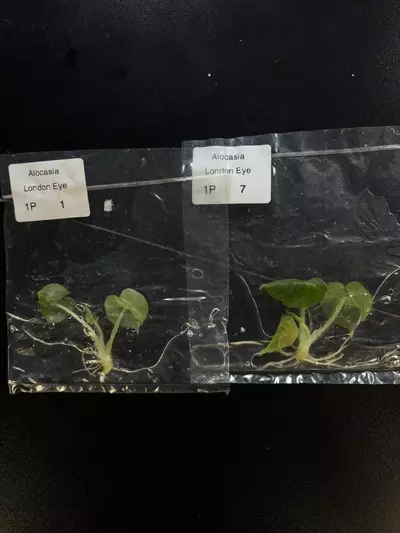 plant/alocasia London eye growers choice tc plant-0-thumbnail