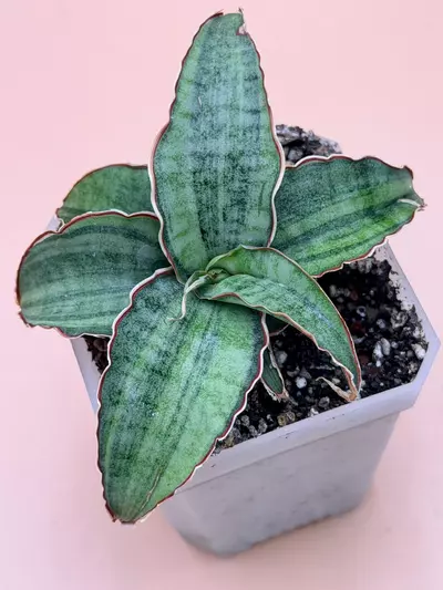 plant/Sansevieria Silver Blue Variegated Small Size-0-thumbnail