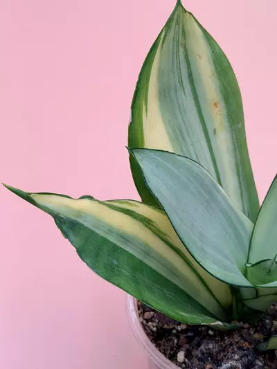 plant/Sansevieria Moonshine Variegated-1-thumbnail