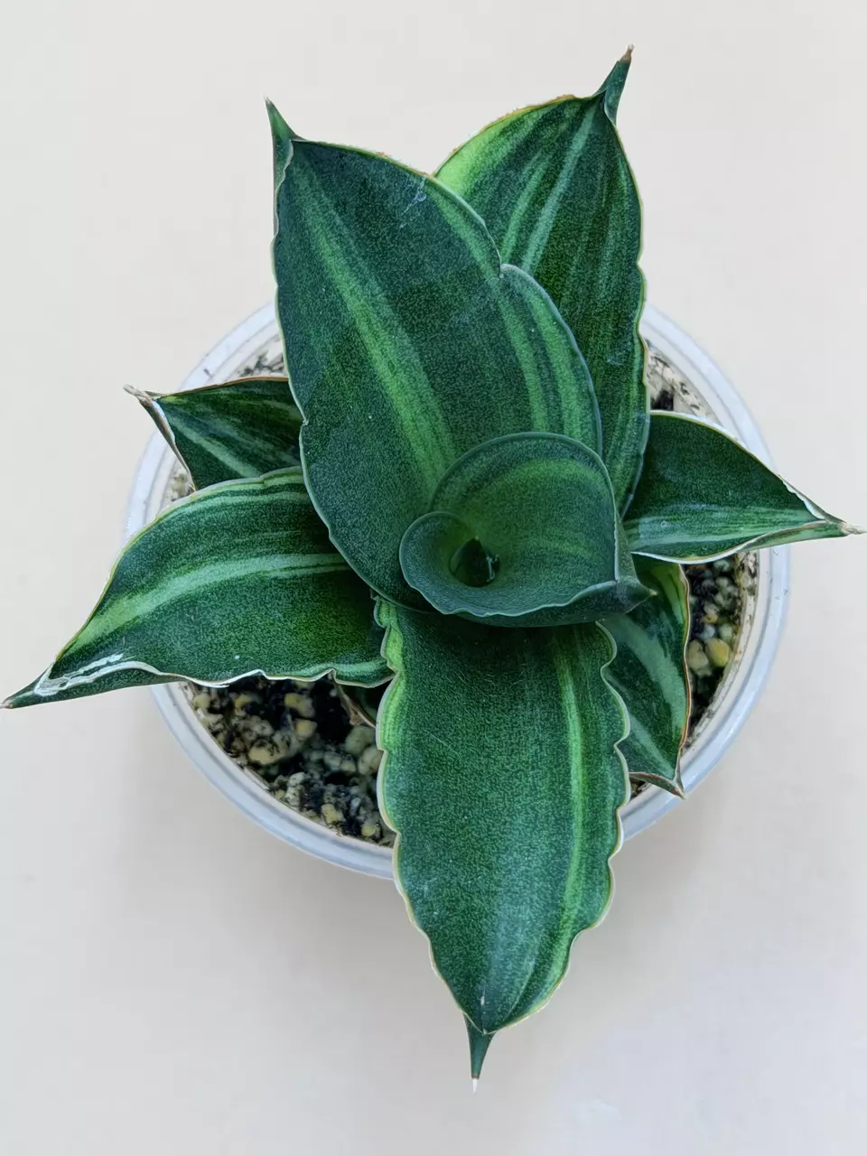 plant/Sansevieria Andaman Variegated-0