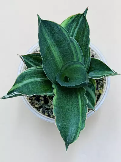 plant/Sansevieria Andaman Variegated-0-thumbnail