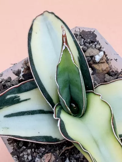 plant/Sansevieria Dwarf Robusta Cream Variegated-2-thumbnail