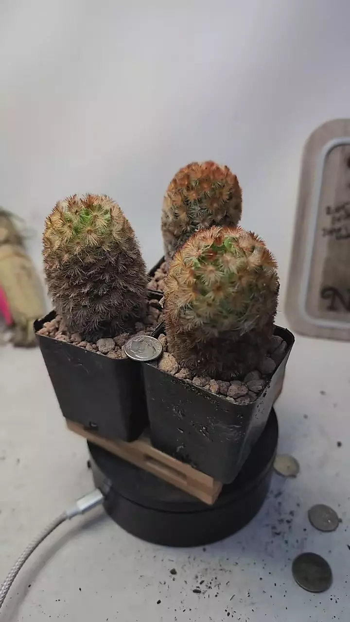 plant/g127 red spine mammillaria carmenae 2.25" pots, gc-0