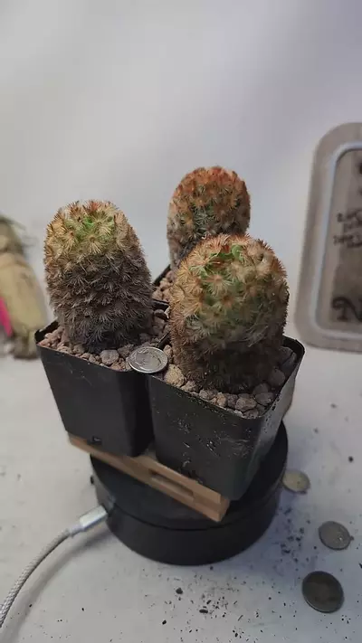 plant/g127 red spine mammillaria carmenae 2.25" pots, gc-0-thumbnail