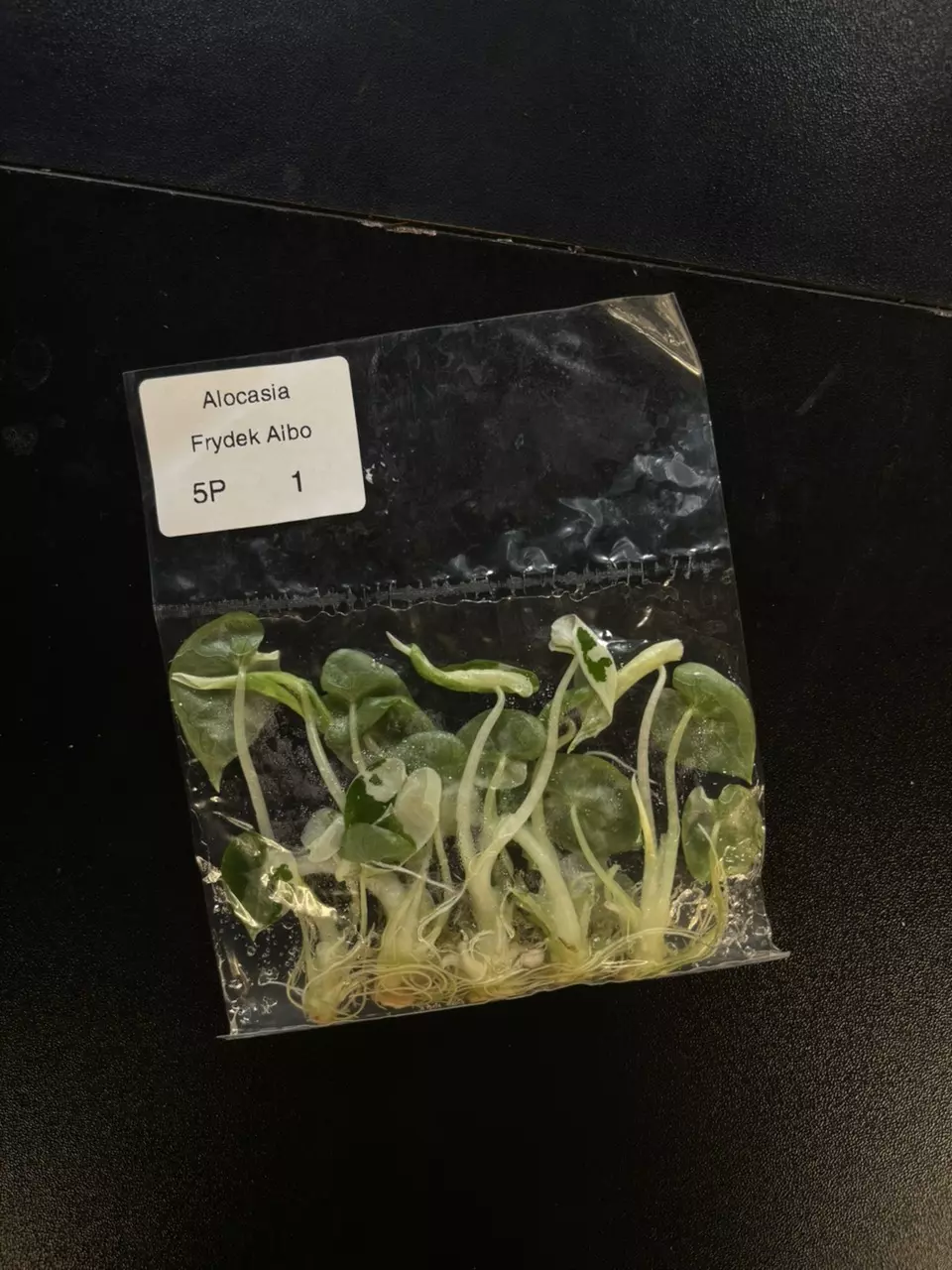 plant/alocasia frydek 5 pack-0