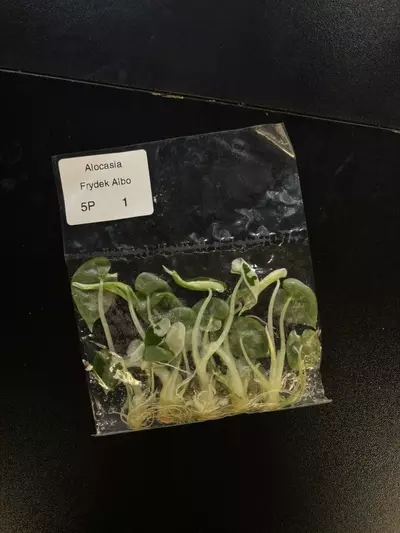 plant/alocasia frydek 5 pack-0-thumbnail