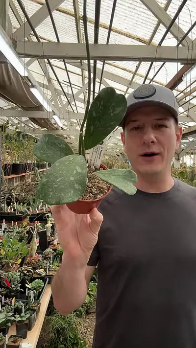 plant/H319 kerrii splash-0-thumbnail