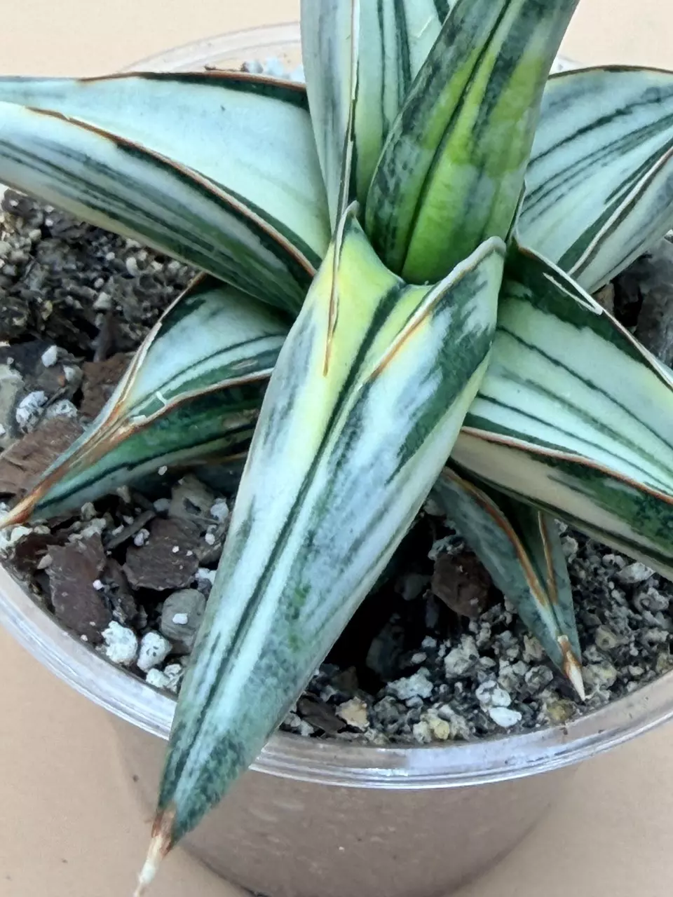 plant/Sansevieria Blue Clone White Variegated-1