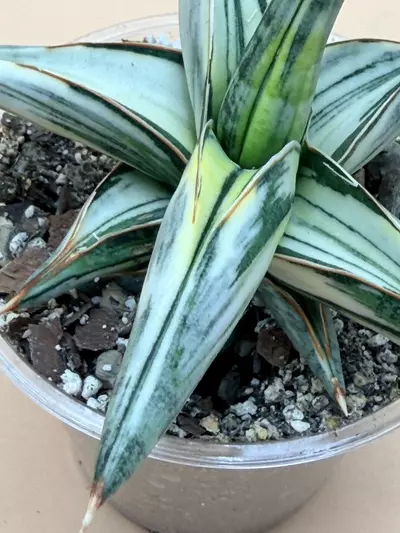 plant/Sansevieria Blue Clone White Variegated-1-thumbnail