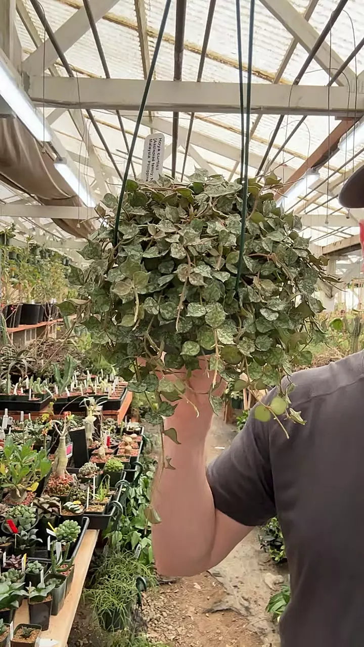 plant/H296 curtissii-0