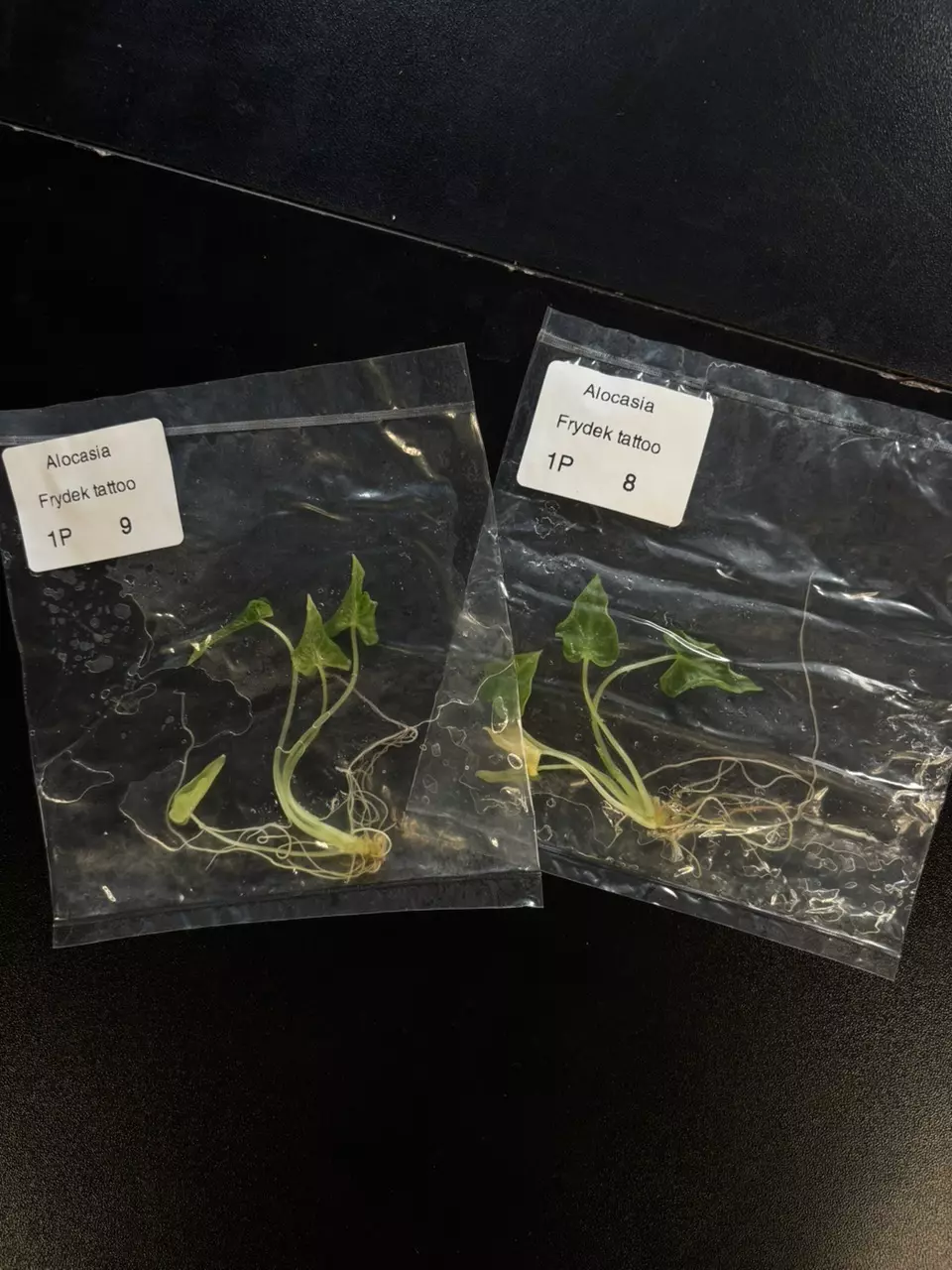 plant/alocasia frydek tattoo growers choice tc plant-0