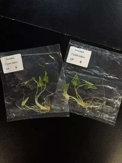 plant/alocasia frydek tattoo growers choice tc plant-0-thumbnail