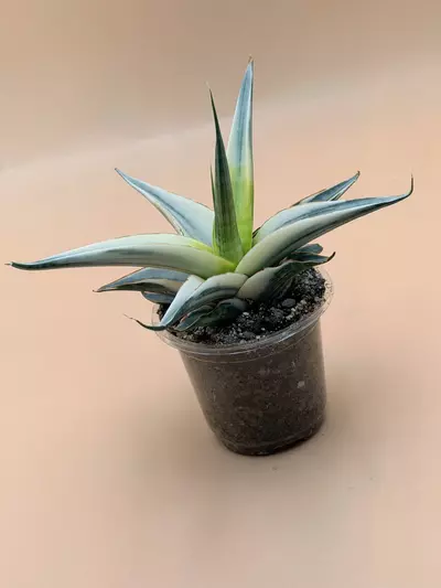 plant/Sansevieria Snow White-2-thumbnail